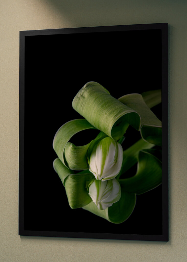 Ett fotografi av en vit tulpan mot en svart bakgrund. Tulpanen är placerad på en spegel som skapar en reflektion av blomman.